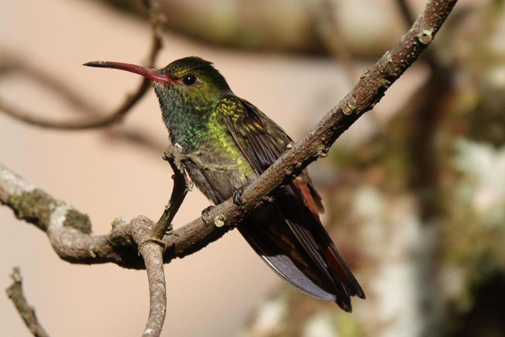 a humming bird sitting on a tree branch at Cloud Forest Lodge Boquete in Bajo Boquete