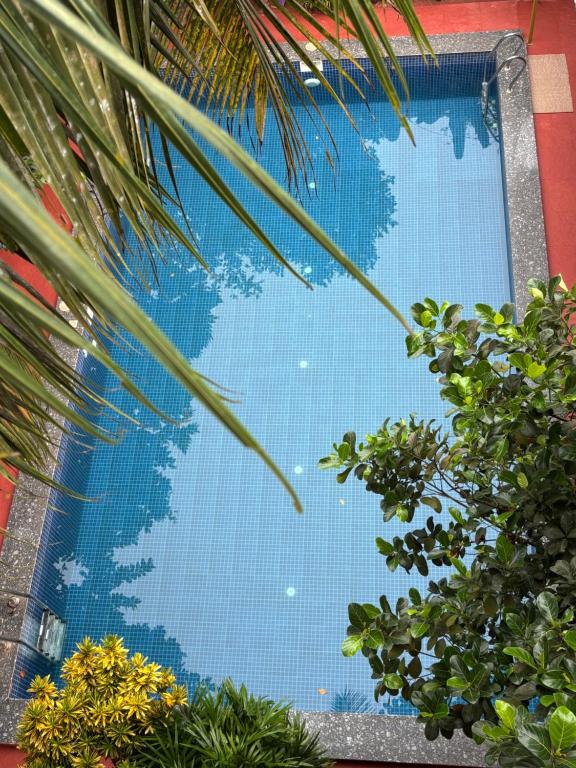 eine Spiegelung des Himmels in einem Pool mit Pflanzen in der Unterkunft Serendipity Goa - Apartments and Cafe in Arambol