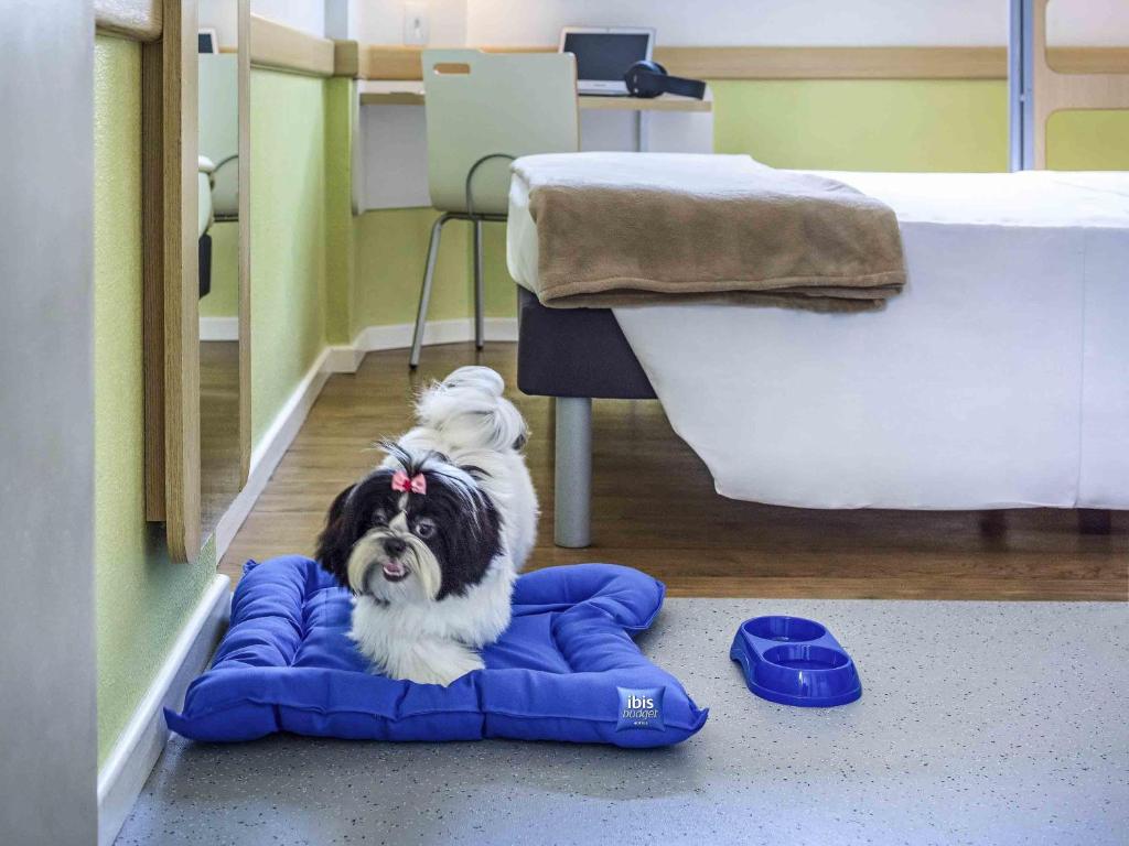 a dog sitting on a blue blanket in a room at ibis budget Belo Horizonte Minascentro in Belo Horizonte