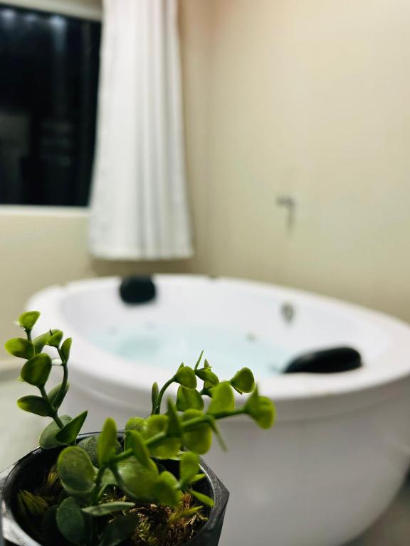 a potted plant sitting on a counter in a bathroom at Pousada Brisa da Montanha in Campos do Jordão