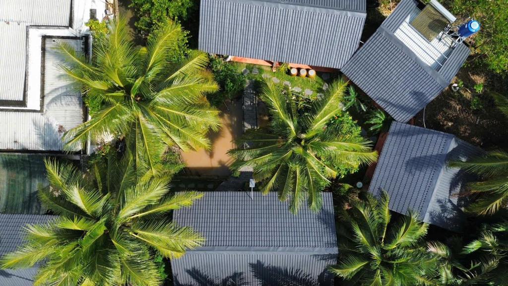 an overhead view of palm trees and a pool at Homestay Bentre Coco Lodge in Ben Tre