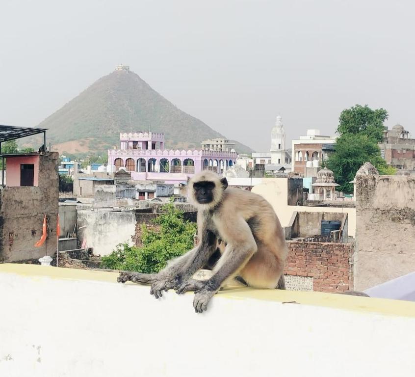 プシュカルにあるGanpati homestayの建物の端に座っている猿
