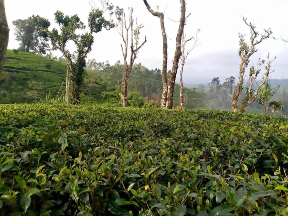 a tea plantation with trees in the background at Argyle Rock Bungalow in Hatton