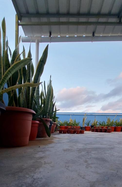 a group of potted plants sitting on a patio at Bob Apartments in Calodyne