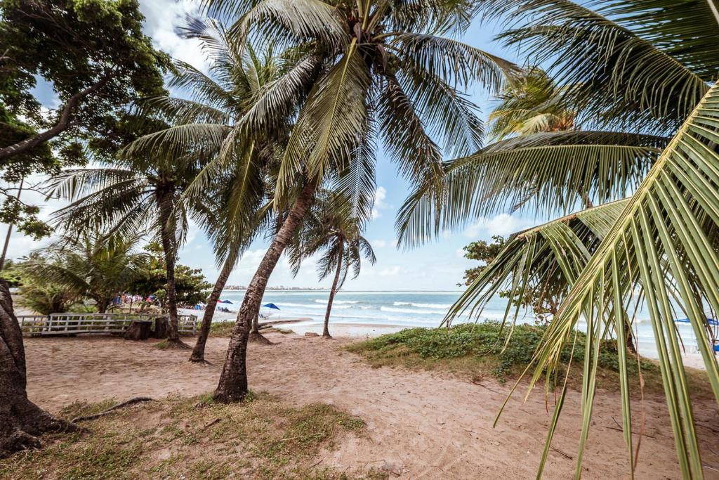 two palm trees on a sandy beach near the ocean at Apartamento com garagem a 200m da Praia do Bessa in Tambaú