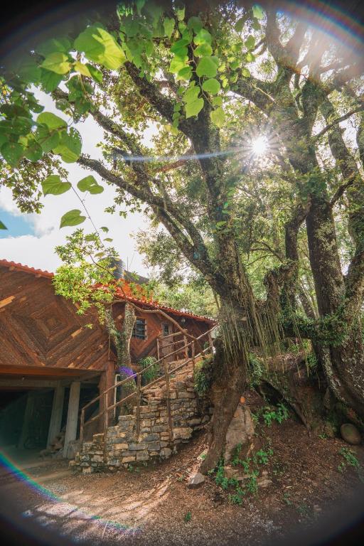 a tree in front of a house with a staircase at cabañas cruz verde in Pinal de Amoles