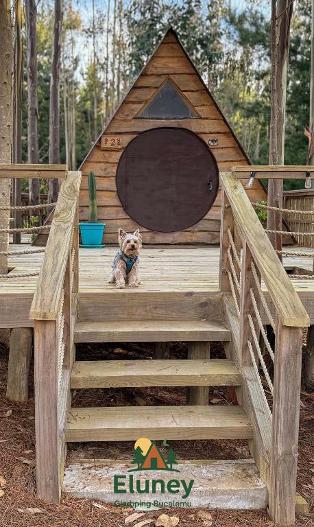 a dog sitting on the stairs of a dog house at Glamping Eluney Bucalemu in Paredones