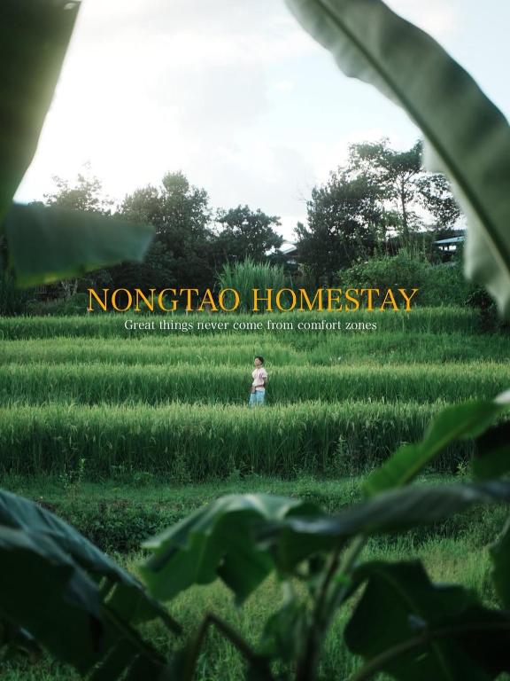 a child standing in a field of grass at Nongtao Homestay in Chiang Mai