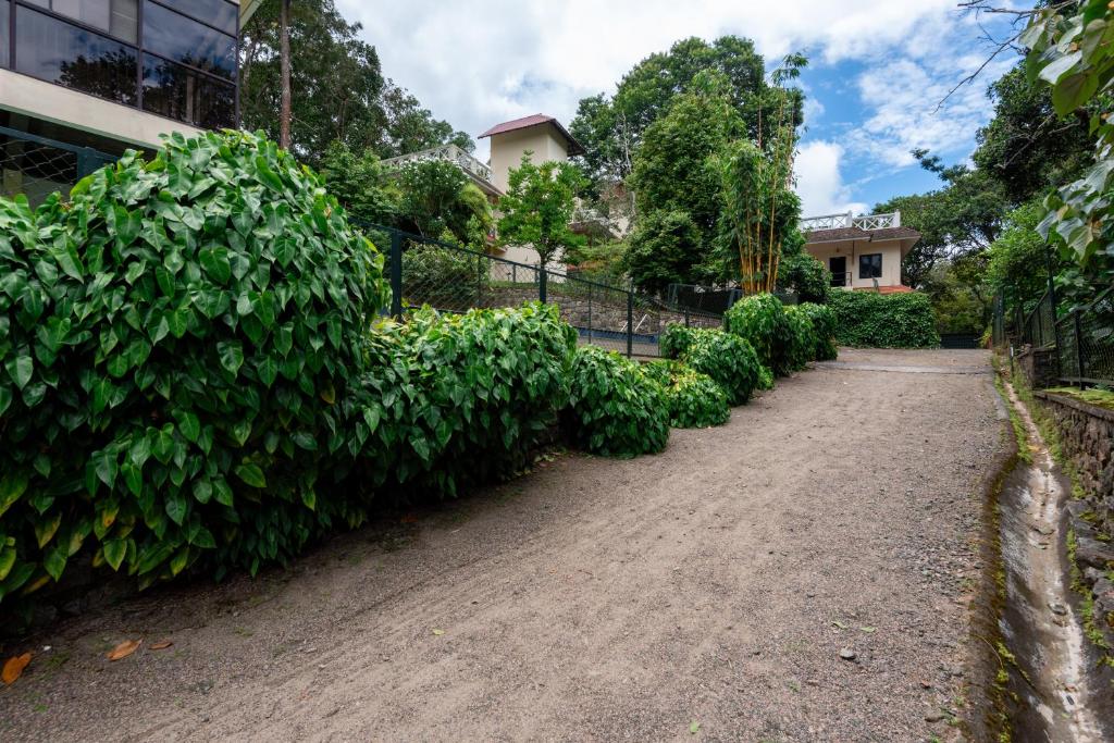 Κήπος έξω από το Hotel Treetop