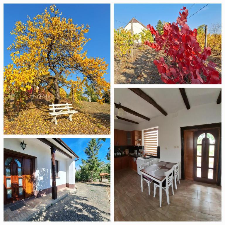 four different pictures of a tree with autumn leaves at Mi Kis Lakunk - szállás&dézsa a szőlőhegyen in Várdomb