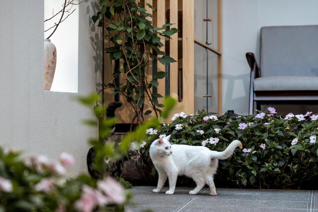 Κατοικίδιο ή κατοικίδια επισκεπτών που μένουν στο Yunhe Holiday Villa Designer Hotel