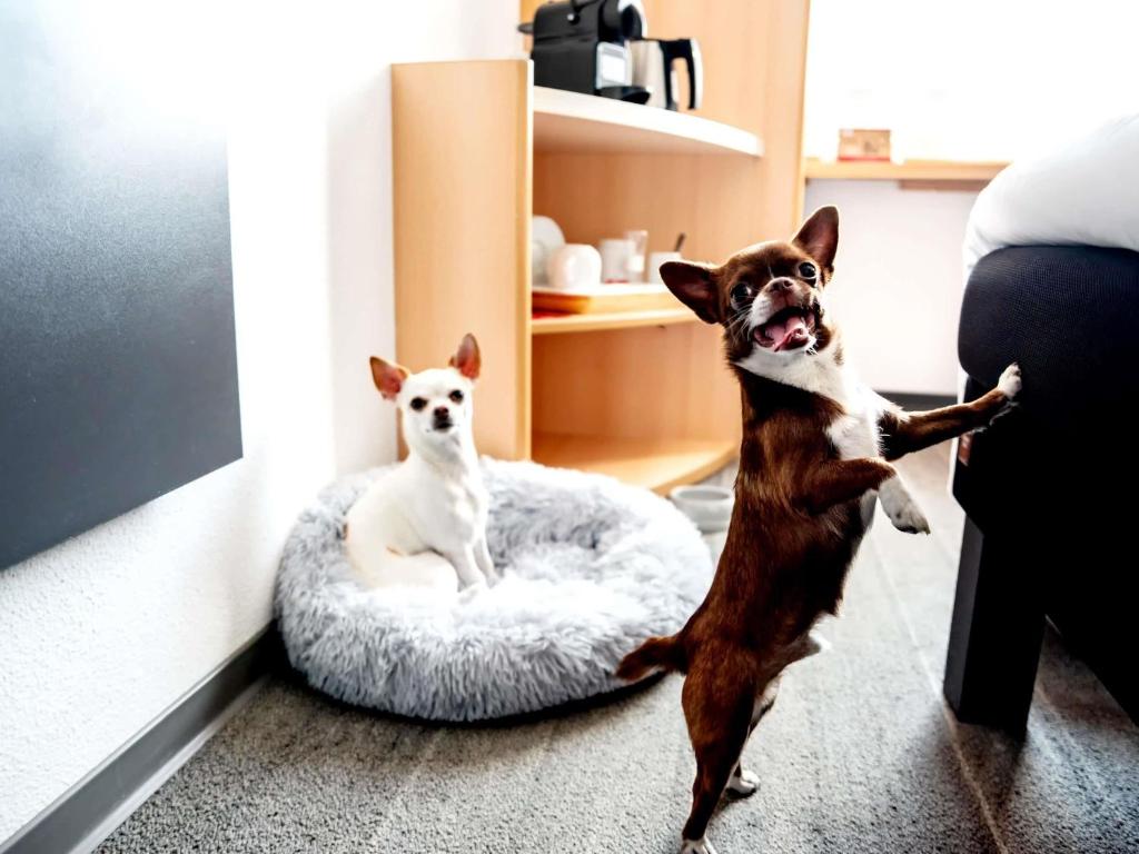 Ibis Poznan Stare Miasto - Resim 27