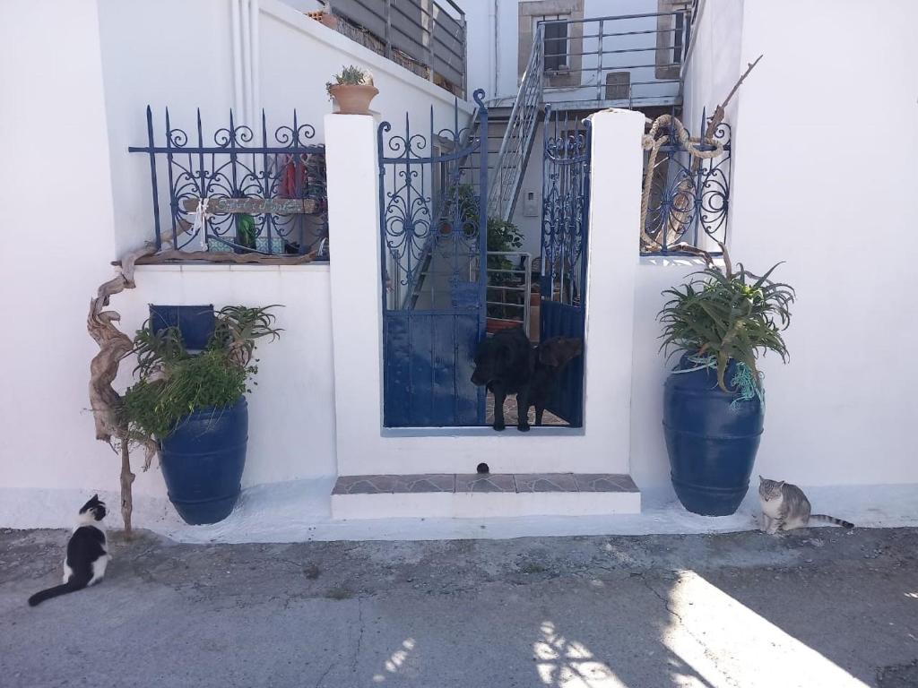 two cats sitting in front of a door with potted plants at Traditionelles Dorfhaus Malona in Malona Village