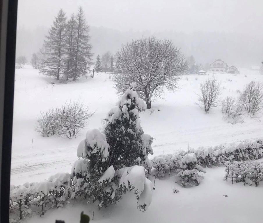een met sneeuw bedekte kerstboom in een tuin bij Apartament Ciśnianka in Cisna