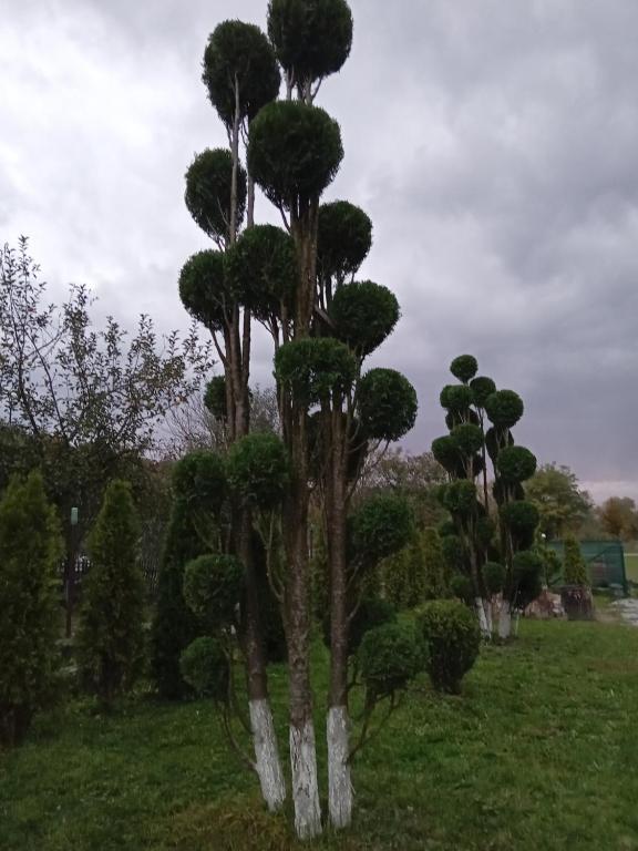 a group of trees in a grass field at Camere de închiriat Trandafirilor 