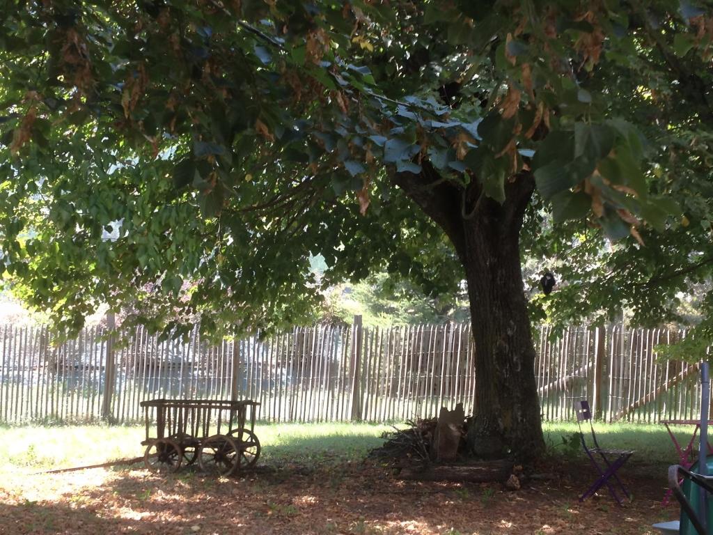 a park bench under a tree next to a fence at L'Eco-logis du Clos Des Tilleuls in Molieres-Glaudaz