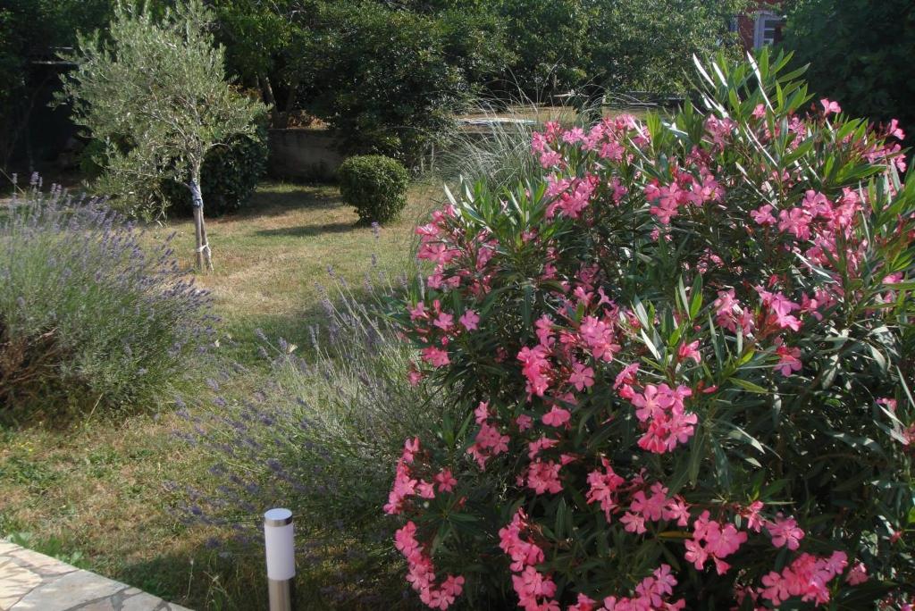 a bush of pink flowers in a garden at Adriana Holiday Apartment in Labin