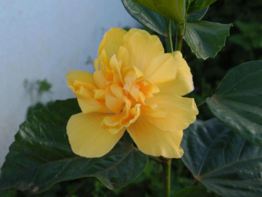 a yellow flower on a plant with green leaves at Próximo à represa in Areado