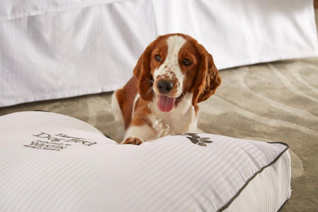 The Westin Calgary - Resim 27