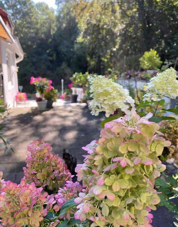 a bunch of flowers in front of a house at Ferienwohnung Little Something in Tecklenburg