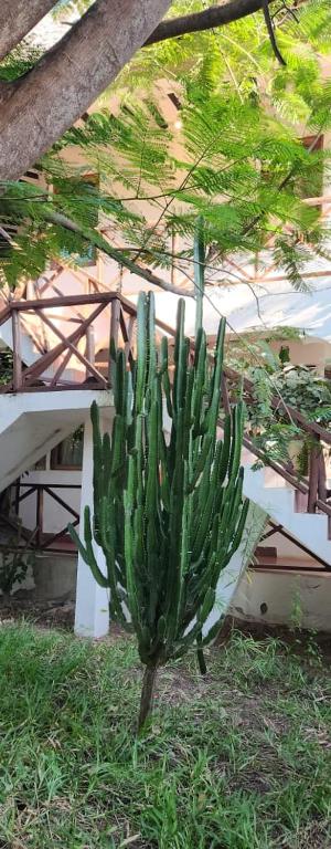 a green cactus sitting in the grass under a tree at KC Bungalows in Kinyasini