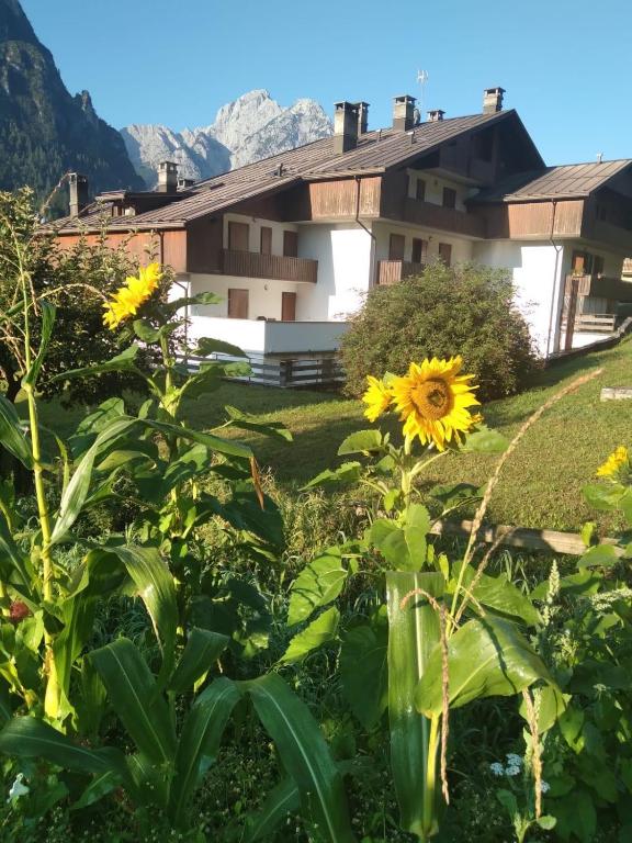 a field of sunflowers in front of a house at Appartamento Nonna Marcella in Santo Stefano di Cadore