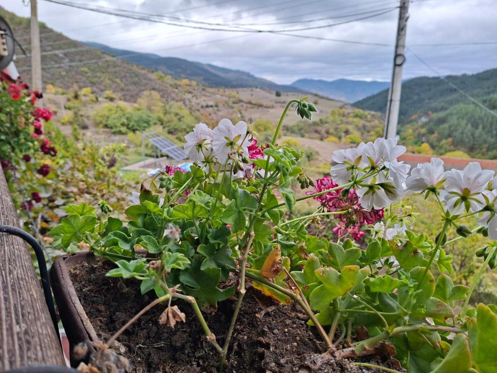 a bunch of flowers in a pot on a bench at Къща за гости У Нико in Orehovo