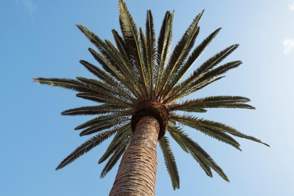 Foto sihtkohas Punta del Hidalgo asuva majutusasutuse Papaya Cottage Punta del Hidalgo La Azócar galeriist