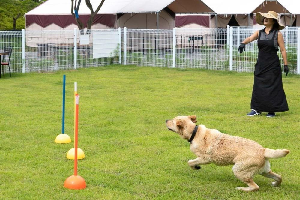 un chien jouant avec une balle dans un champ dans l'établissement Seosan Pet Glamping Pension Pet N Tree, à Ch'ŏngsal-li