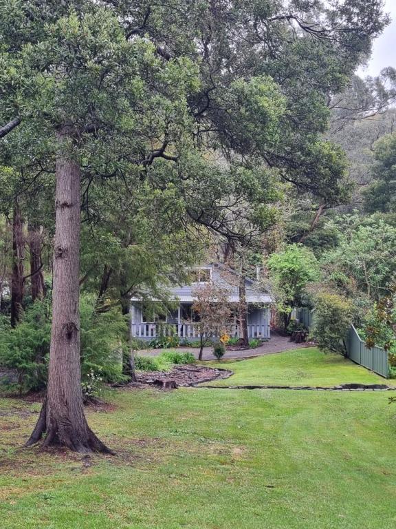 une maison avec un grand arbre dans une cour dans l'établissement Willows Cottage, à Warburton