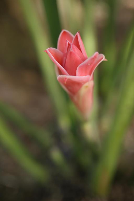 Bungalow Mai Phuong Binh - 7
