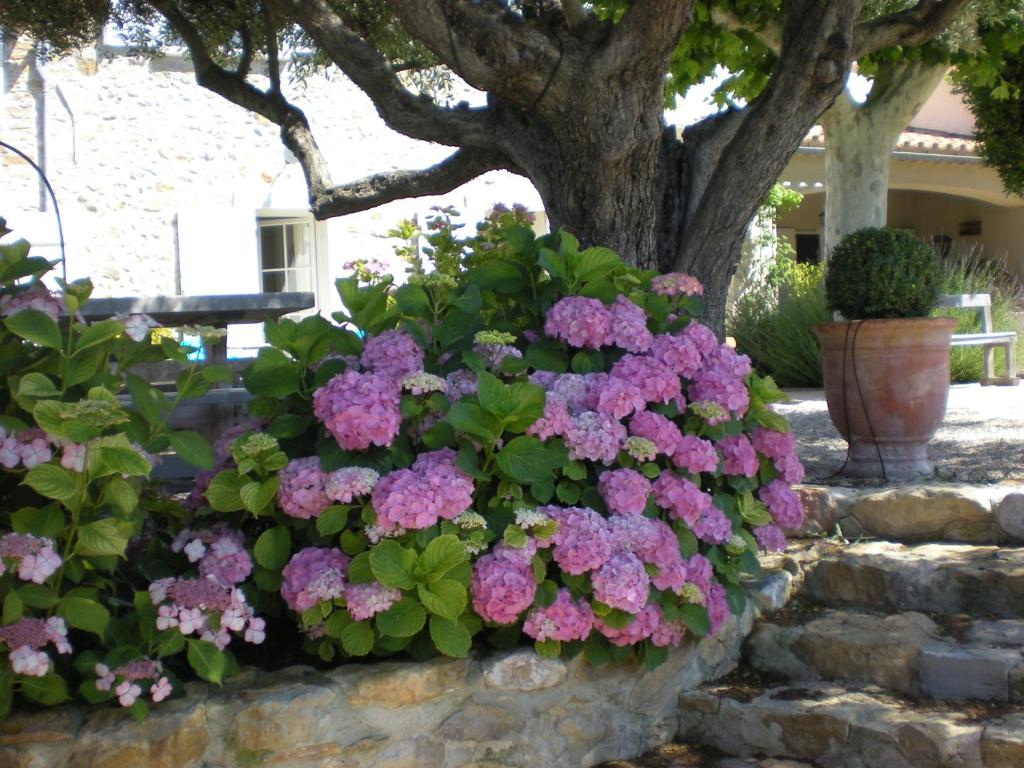 Zahrada ubytování Bastide de Fontvieille