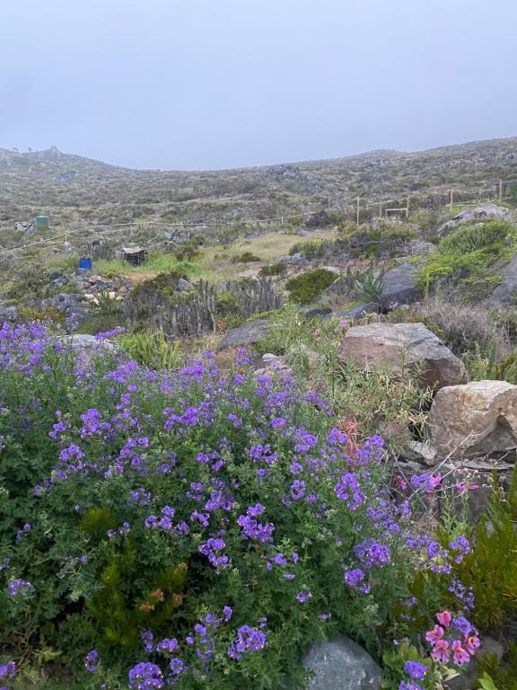 a field of purple flowers on top of a hill at Eco Lodge La Ola Oculta in Trigo Blanco