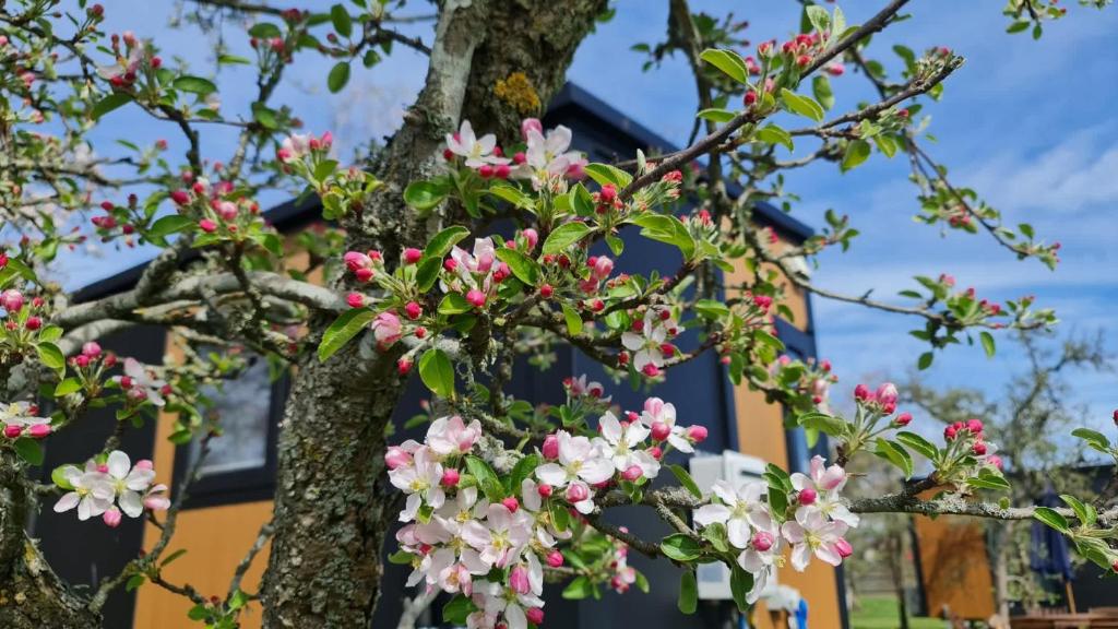 Applewood Cabin 1 by Tiny Away - Resim 26