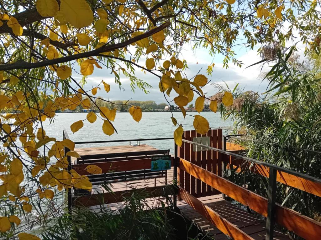 a view of the water from a tree with yellow leaves at Békafütty Vendégház in Ráckeve