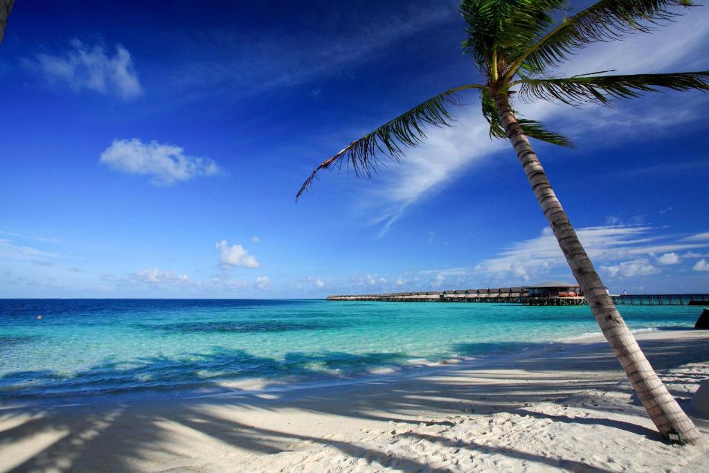 Centara Ras Fushi Resort & Spa Maldives - Stay 4 nights or more and enjoy 40 percent off Speedboat transfers, valid for stays from 6 Apr to 30 Sep 2026 photo