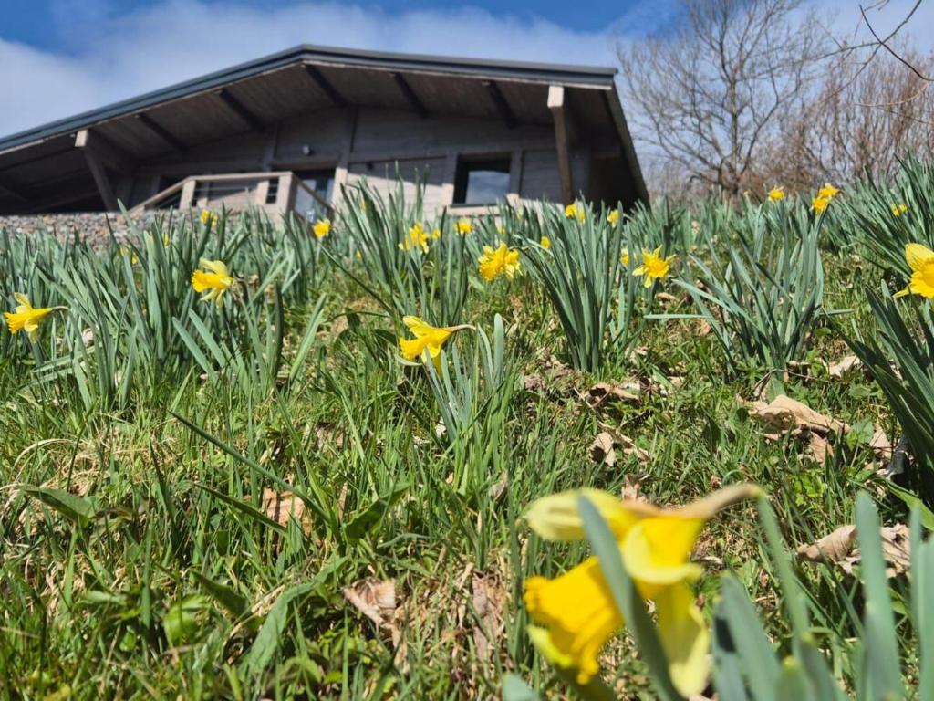 a field of daffodils in front of a building at Chalet rénové avec sauna, proche Gérardmer - FR-1-589-796 in Sapois