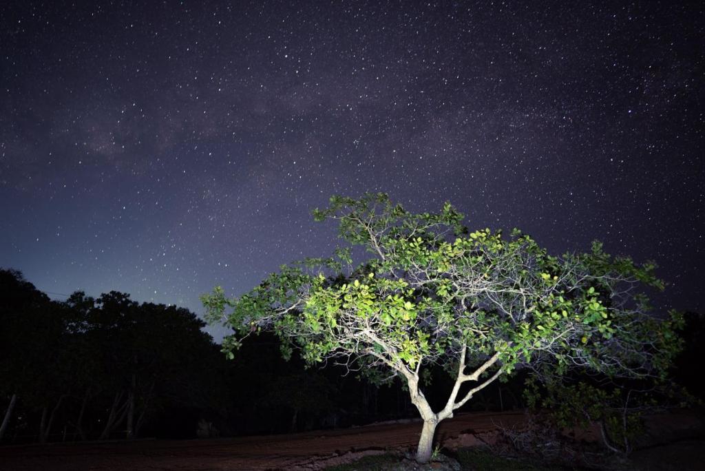 a starry night with a tree in a field at Paraíso Manancial in Presidente Figueiredo