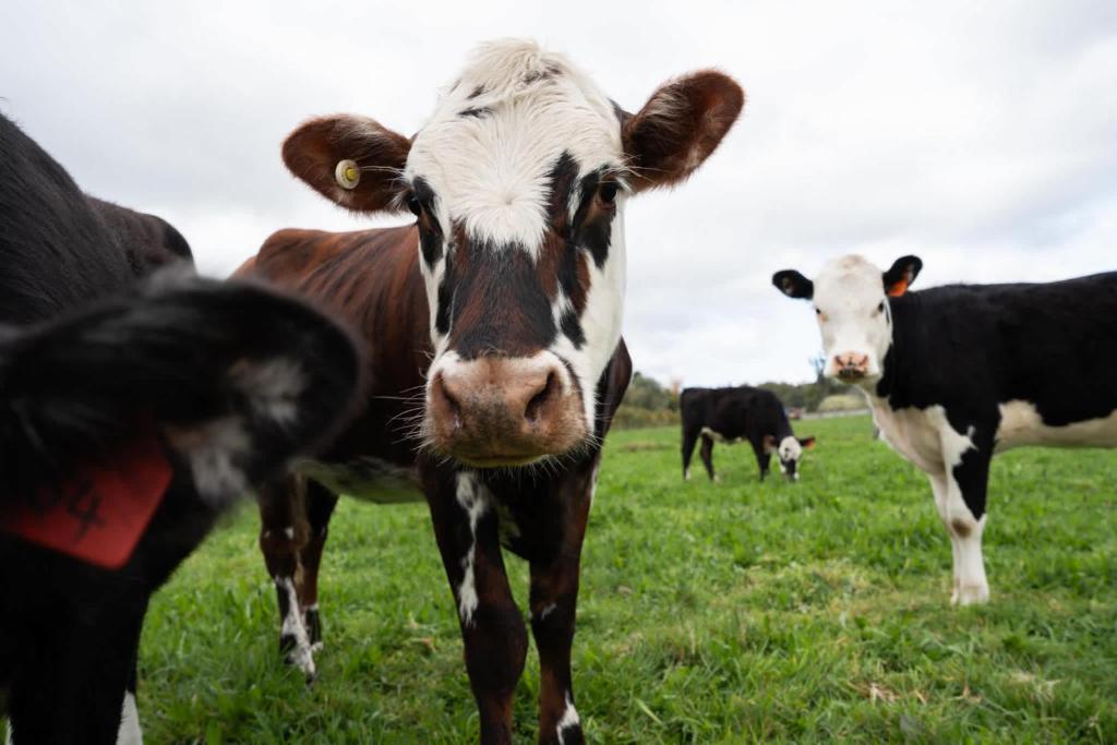 Forest Farm Tiny House by Tiny Away - Resim 31