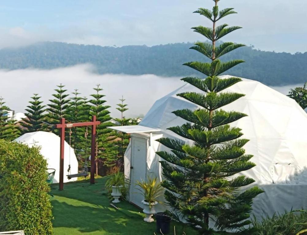 a pine tree in front of a white tent at Stratus Resort in Khao Kho