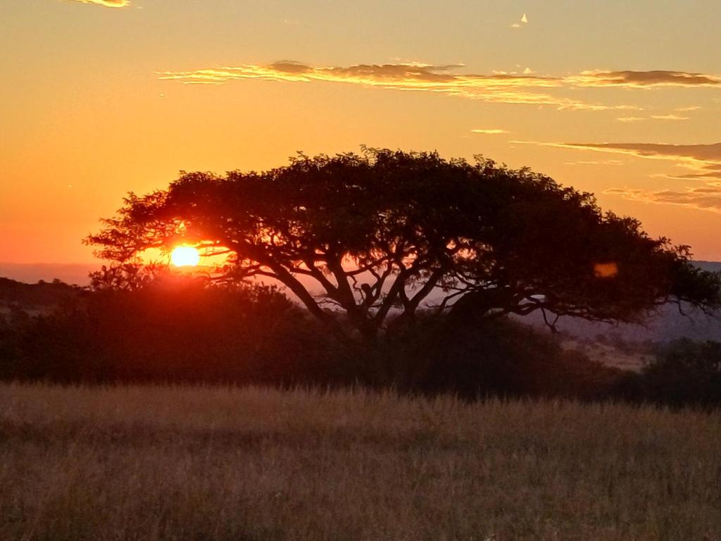 un arbre dans un champ avec le coucher du soleil en arrière-plan dans l'établissement Valhalla Ranch, à Dundee
