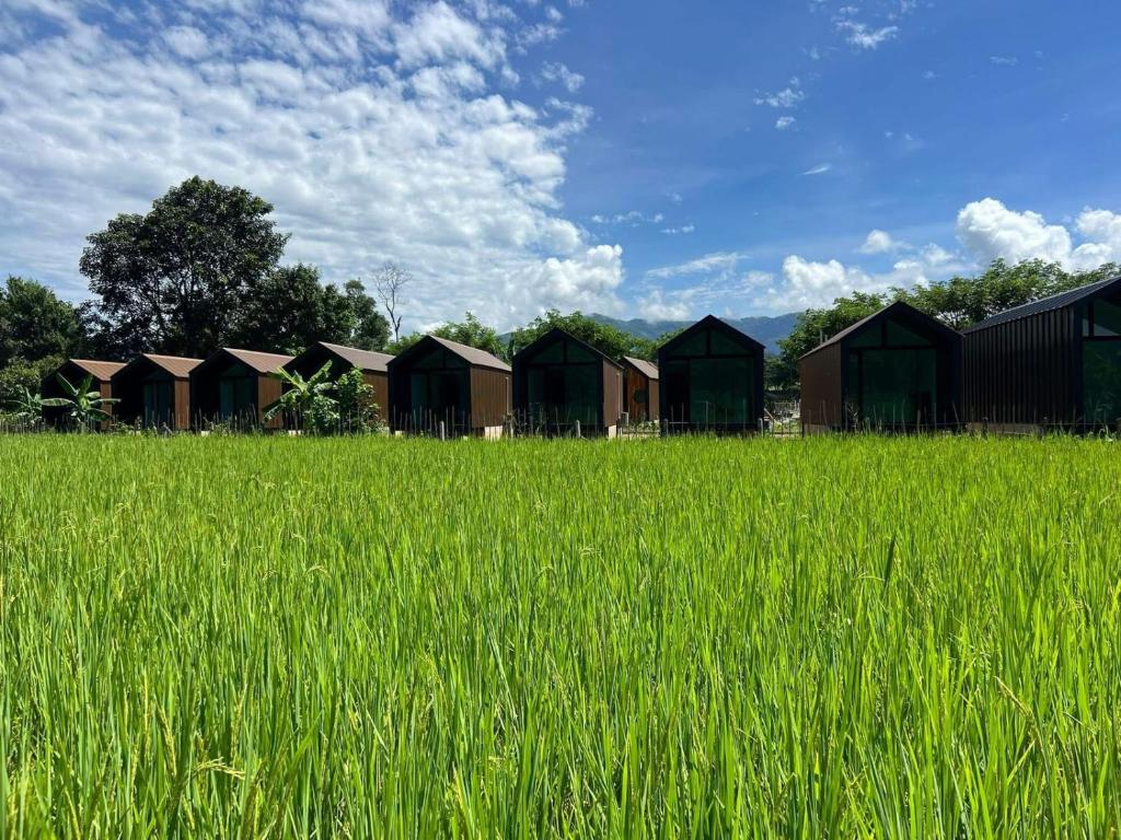 a row of houses in a field of grass at Mini Vangvieng Resort in Vang Vieng