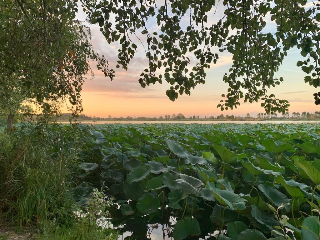 a field of large green plants with a sunset in the background at La Casa di Katia in Mantova