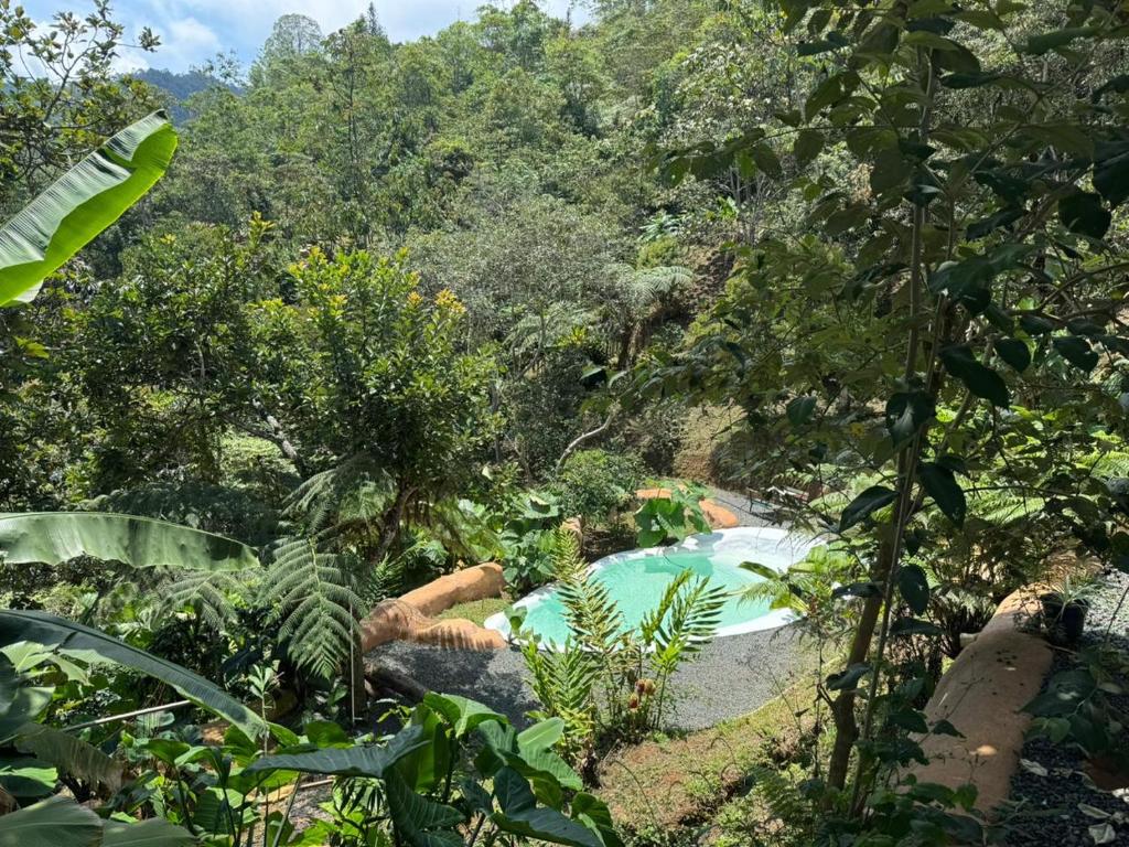 a swimming pool in the middle of a forest at Eco Meeting in Cali