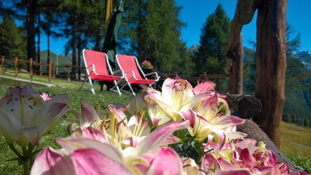 Zahrada ubytování Le Coin des Mélèzes - NATURE & TREK - camere in baita di montagna