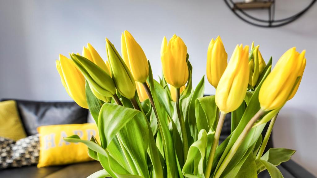 Maya's Flats & Resorts 19 & 20 - Ogarna - 10