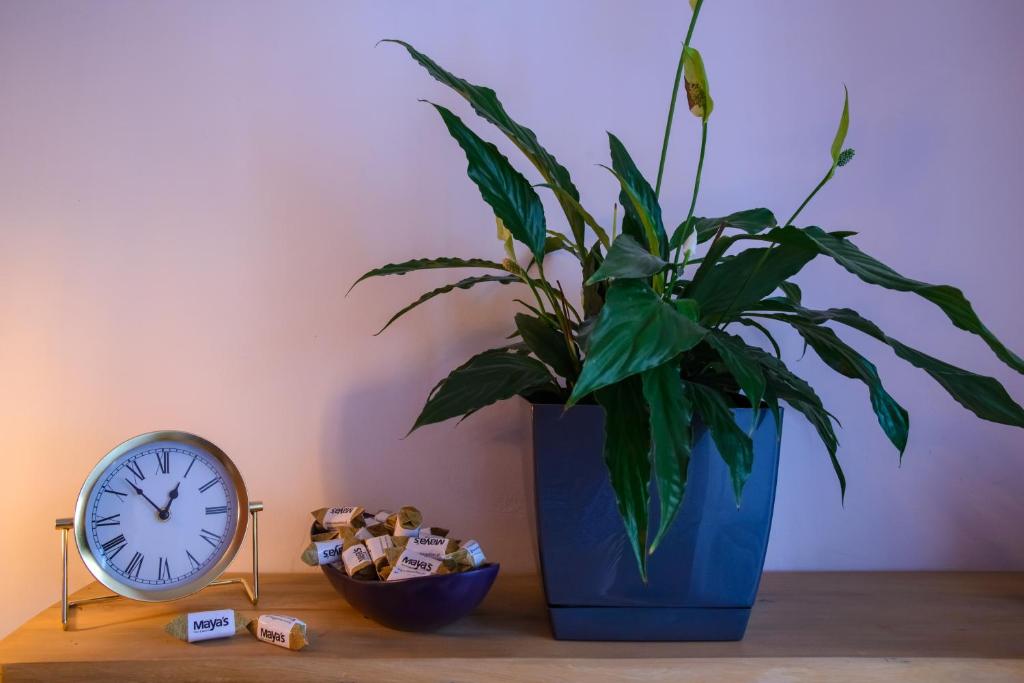 Maya's Flats & Resorts 19 & 20 - Ogarna - Resim 16