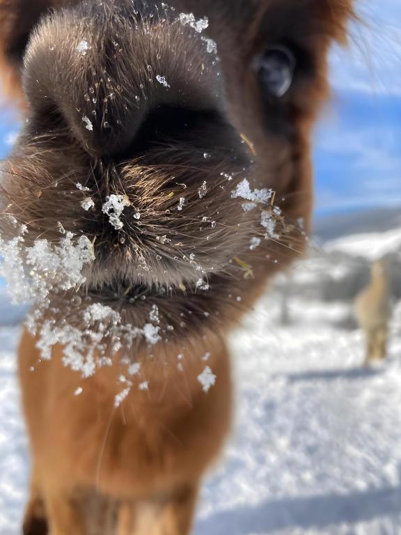 穆劳附近圣洛伦岑Alpenchalét Alpakablick的一只狗的鼻子上积雪的近距离