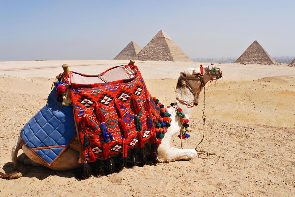 a camel sitting in the desert with pyramids in the background at Elgabry pyramids inn in Cairo