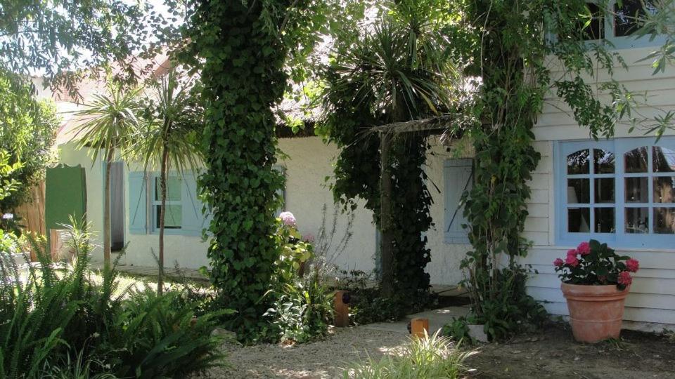 ein Haus mit Efeu, das um zwei Bäume wächst in der Unterkunft Posada Valizas in Barra de Valizas